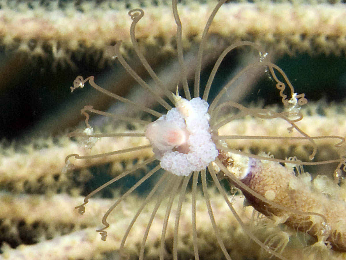 Solitary crinoid with symbiote